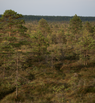 Oppdag de skjulte perlene i Nord-Estland